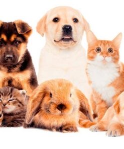 advanced-pet-healing-powerful-plus